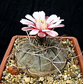 Нажмите на изображение для увеличения.

Название:	2_Gymnocalycium_bozsingianum_VG246_1.jpg
Просмотров:	200
Размер:	132.8 Кб
ID:	325227