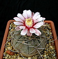 Нажмите на изображение для увеличения.

Название:	2_Gymnocalycium_bozsingianum_VG246_2.jpg
Просмотров:	201
Размер:	109.3 Кб
ID:	325228