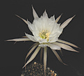 Нажмите на изображение для увеличения.

Название:	d23_Echinopsis_sp_L400.jpg
Просмотров:	142
Размер:	34.0 Кб
ID:	325233