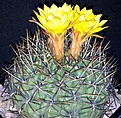 Нажмите на изображение для увеличения.

Название:	Matucana_aureiflora2.jpg
Просмотров:	151
Размер:	276.7 Кб
ID:	325243