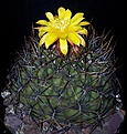 Нажмите на изображение для увеличения.

Название:	Matucana_aureiflora.jpg
Просмотров:	156
Размер:	267.1 Кб
ID:	325244