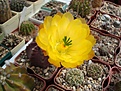 Нажмите на изображение для увеличения.

Название:	Echinoc_subinermis.JPG
Просмотров:	134
Размер:	104.0 Кб
ID:	325253
