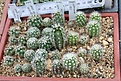 Нажмите на изображение для увеличения.

Название:	2p_Coryphantha_pallida_SB568_IMG_6727.jpg
Просмотров:	169
Размер:	132.2 Кб
ID:	325272