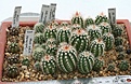 Нажмите на изображение для увеличения.

Название:	2p_Echinocereus_baileyi_JRT223_IMG_6699.jpg
Просмотров:	183
Размер:	115.8 Кб
ID:	325282