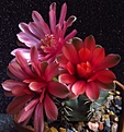 Нажмите на изображение для увеличения.

Название:	Gymnocalycium_baldianum1.jpg
Просмотров:	231
Размер:	60.6 Кб
ID:	325310