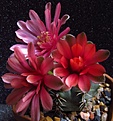 Нажмите на изображение для увеличения.

Название:	Gymnocalycium_baldianum1.jpg
Просмотров:	204
Размер:	60.6 Кб
ID:	325310