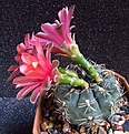 Нажмите на изображение для увеличения.

Название:	Gymnocalycium_baldianum2.jpg
Просмотров:	226
Размер:	154.0 Кб
ID:	325311