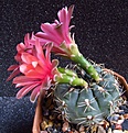 Нажмите на изображение для увеличения.

Название:	Gymnocalycium_baldianum2.jpg
Просмотров:	202
Размер:	154.0 Кб
ID:	325311