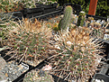 Нажмите на изображение для увеличения.

Название:	v_s_013_notocactus.jpg
Просмотров:	408
Размер:	152.7 Кб
ID:	325410