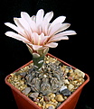 Нажмите на изображение для увеличения.

Название:	Gymnocalycium_guehlianum_VS139Quilino...jpg
Просмотров:	182
Размер:	82.2 Кб
ID:	325413