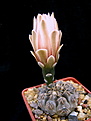 Нажмите на изображение для увеличения.

Название:	Gymnocalycium_guehlianum_VS139Quilino.jpg
Просмотров:	190
Размер:	56.5 Кб
ID:	325414