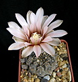 Нажмите на изображение для увеличения.

Название:	Gymnocalycium_guehlianum_VS139Quilino....jpg
Просмотров:	184
Размер:	83.3 Кб
ID:	325415