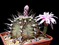 Нажмите на изображение для увеличения.

Название:	Gymnocalycium_friedrichii.jpg
Просмотров:	202
Размер:	138.1 Кб
ID:	325419