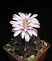 Нажмите на изображение для увеличения.

Название:	Gymnocalycium_mihanovichii_cv.Hibotan.jpg
Просмотров:	207
Размер:	62.1 Кб
ID:	325420