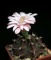 Нажмите на изображение для увеличения.

Название:	Gymnocalycium_mihanovichii_cv.Hibotan...jpg
Просмотров:	210
Размер:	61.5 Кб
ID:	325421