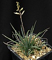 Нажмите на изображение для увеличения.

Название:	Aloe_bowiea_Motherwill_IMG_6916.jpg
Просмотров:	188
Размер:	95.1 Кб
ID:	325443