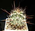 Нажмите на изображение для увеличения.

Название:	Echinocereus_ferreririanus_longispinus_526_3.JPG
Просмотров:	153
Размер:	191.7 Кб
ID:	325444