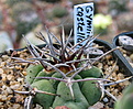 Нажмите на изображение для увеличения.

Название:	Gymnocalycium_castellan...jpg
Просмотров:	200
Размер:	164.6 Кб
ID:	325458