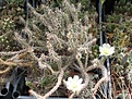 Нажмите на изображение для увеличения.

Название:	IMG_8402.JPG
Просмотров:	115
Размер:	47.7 Кб
ID:	325470