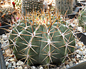 Нажмите на изображение для увеличения.

Название:	v_s_020_ferocactus.jpg
Просмотров:	376
Размер:	115.8 Кб
ID:	325497