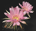 Нажмите на изображение для увеличения.

Название:	d012_lob_sanguiniflora.jpg
Просмотров:	159
Размер:	51.4 Кб
ID:	325506