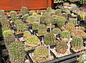 Нажмите на изображение для увеличения.

Название:	echinopsis_hybrids.jpg
Просмотров:	296
Размер:	149.2 Кб
ID:	325535