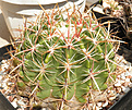 Нажмите на изображение для увеличения.

Название:	v_s_ferocactus_mactodiscus.jpg
Просмотров:	369
Размер:	140.6 Кб
ID:	325537