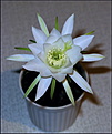 Нажмите на изображение для увеличения.

Название:	Echinopsis boyuibensis F.Ritter.jpg
Просмотров:	175
Размер:	87.0 Кб
ID:	325551