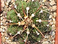 Нажмите на изображение для увеличения.

Название:	Thelocactusbicolorcomodus.JPG
Просмотров:	126
Размер:	37.6 Кб
ID:	325561