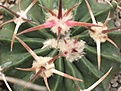 Нажмите на изображение для увеличения.

Название:	Echinoc.texensisLAPIN3.JPG
Просмотров:	140
Размер:	28.6 Кб
ID:	325562