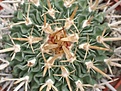 Нажмите на изображение для увеличения.

Название:	Echinophossul.phyllacantus.JPG
Просмотров:	143
Размер:	32.3 Кб
ID:	325563