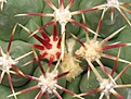 Нажмите на изображение для увеличения.

Название:	Thelocactusheterochromus.JPG
Просмотров:	144
Размер:	28.7 Кб
ID:	325564