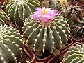 Нажмите на изображение для увеличения.

Название:	Geohintonia mexicana.jpg
Просмотров:	168
Размер:	103.8 Кб
ID:	325578