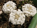 Нажмите на изображение для увеличения.

Название:	Gymnocalycium anisitsii.jpg
Просмотров:	169
Размер:	69.4 Кб
ID:	325579