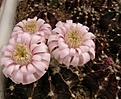 Нажмите на изображение для увеличения.

Название:	Gymnocalycium friedrichii.jpg
Просмотров:	154
Размер:	68.9 Кб
ID:	325580