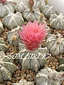 Нажмите на изображение для увеличения.

Название:	Astrophytum pink.jpg
Просмотров:	165
Размер:	67.2 Кб
ID:	325581