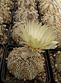 Нажмите на изображение для увеличения.

Название:	Astrophytum cv Superkabuto pure white fl.jpg
Просмотров:	145
Размер:	75.1 Кб
ID:	325582