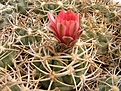 Нажмите на изображение для увеличения.

Название:	Gymnocalycium carminanthum.jpg
Просмотров:	135
Размер:	111.3 Кб
ID:	325583