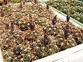 Нажмите на изображение для увеличения.

Название:	Gymnocalycium ferrarii.jpg
Просмотров:	166
Размер:	117.1 Кб
ID:	325584