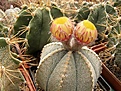 Нажмите на изображение для увеличения.

Название:	Astrophytum COxAS.jpg
Просмотров:	164
Размер:	98.4 Кб
ID:	325585