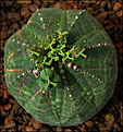 Нажмите на изображение для увеличения.

Название:	Euphorbia obesa.Die Mutti.JPG
Просмотров:	229
Размер:	249.9 Кб
ID:	325587