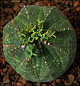 Нажмите на изображение для увеличения.

Название:	Euphorbia obesa.Die Mutti.JPG
Просмотров:	206
Размер:	249.9 Кб
ID:	325587