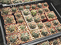 Нажмите на изображение для увеличения.

Название:	group_echinocactus.jpg
Просмотров:	142
Размер:	140.4 Кб
ID:	325630