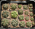 Нажмите на изображение для увеличения.

Название:	group_macro_gymnocalycium.jpg
Просмотров:	142
Размер:	153.8 Кб
ID:	325631