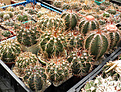 Нажмите на изображение для увеличения.

Название:	group_melocactus.jpg
Просмотров:	144
Размер:	173.2 Кб
ID:	325632
