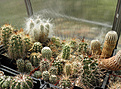 Нажмите на изображение для увеличения.

Название:	gr_echinocereus.jpg
Просмотров:	150
Размер:	130.4 Кб
ID:	325636