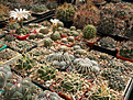 Нажмите на изображение для увеличения.

Название:	gr_small_gymnocalycium.jpg
Просмотров:	129
Размер:	156.1 Кб
ID:	325638