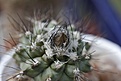 Нажмите на изображение для увеличения.

Название:	Copiapoa_Humilis_paposoensis_07.2012_1_800.jpg
Просмотров:	132
Размер:	244.3 Кб
ID:	325668