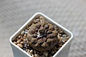 Нажмите на изображение для увеличения.

Название:	Copiapoa_Hypogae_07.2012_1_800.jpg
Просмотров:	130
Размер:	214.6 Кб
ID:	325669