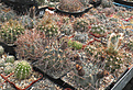 Нажмите на изображение для увеличения.

Название:	gro_acanthocalycium.jpg
Просмотров:	155
Размер:	138.8 Кб
ID:	325692